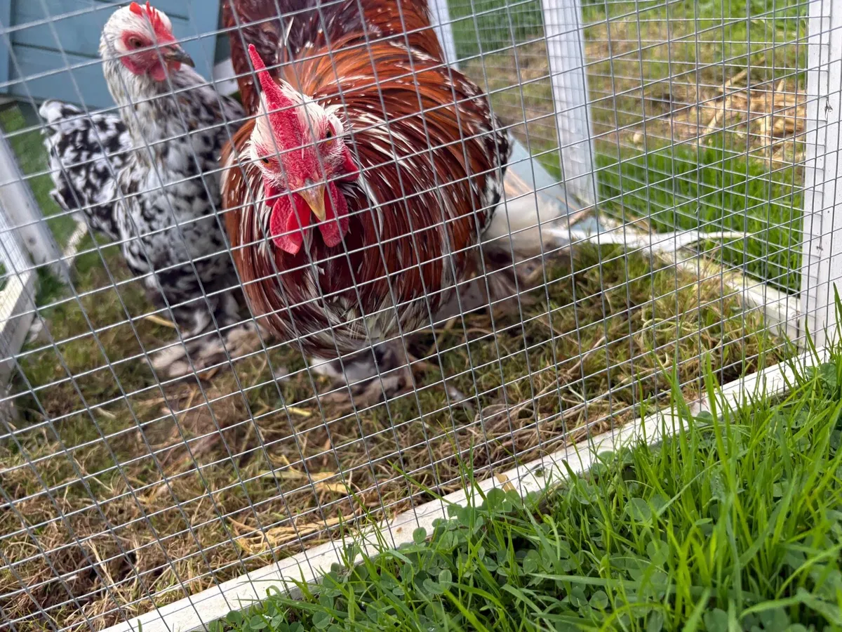Millefleur Pekin Bantam pair with house - Image 4