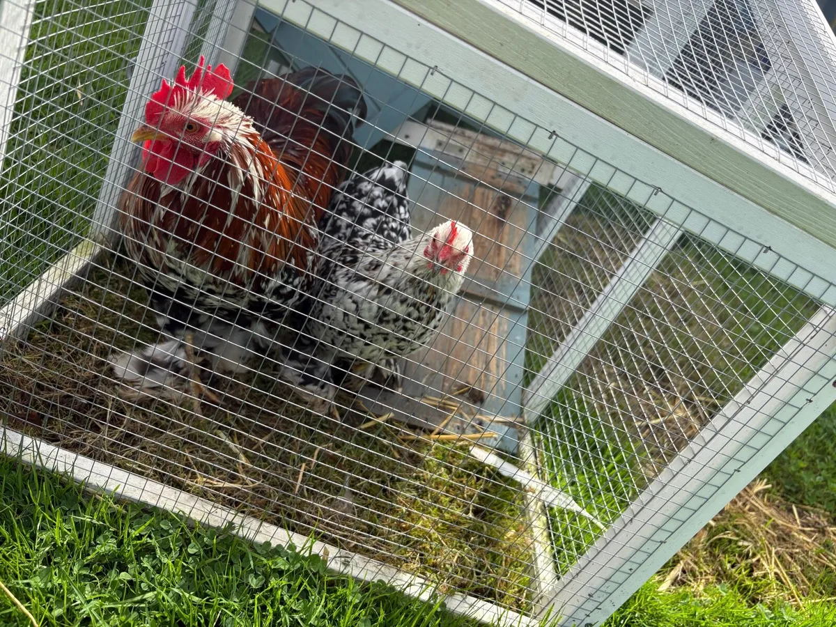 Millefleur Pekin Bantam pair with house - Image 2