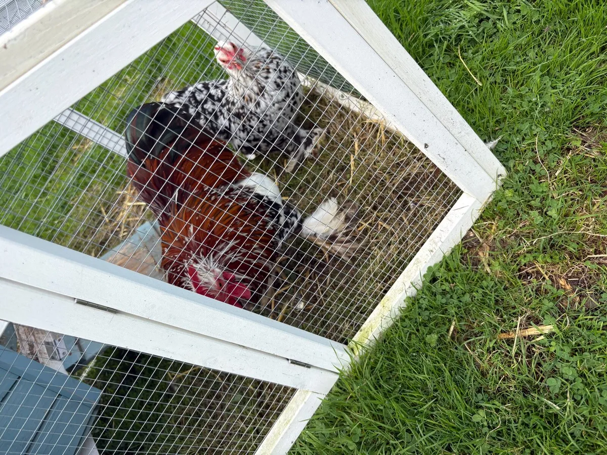 Millefleur Pekin Bantam pair with house - Image 3
