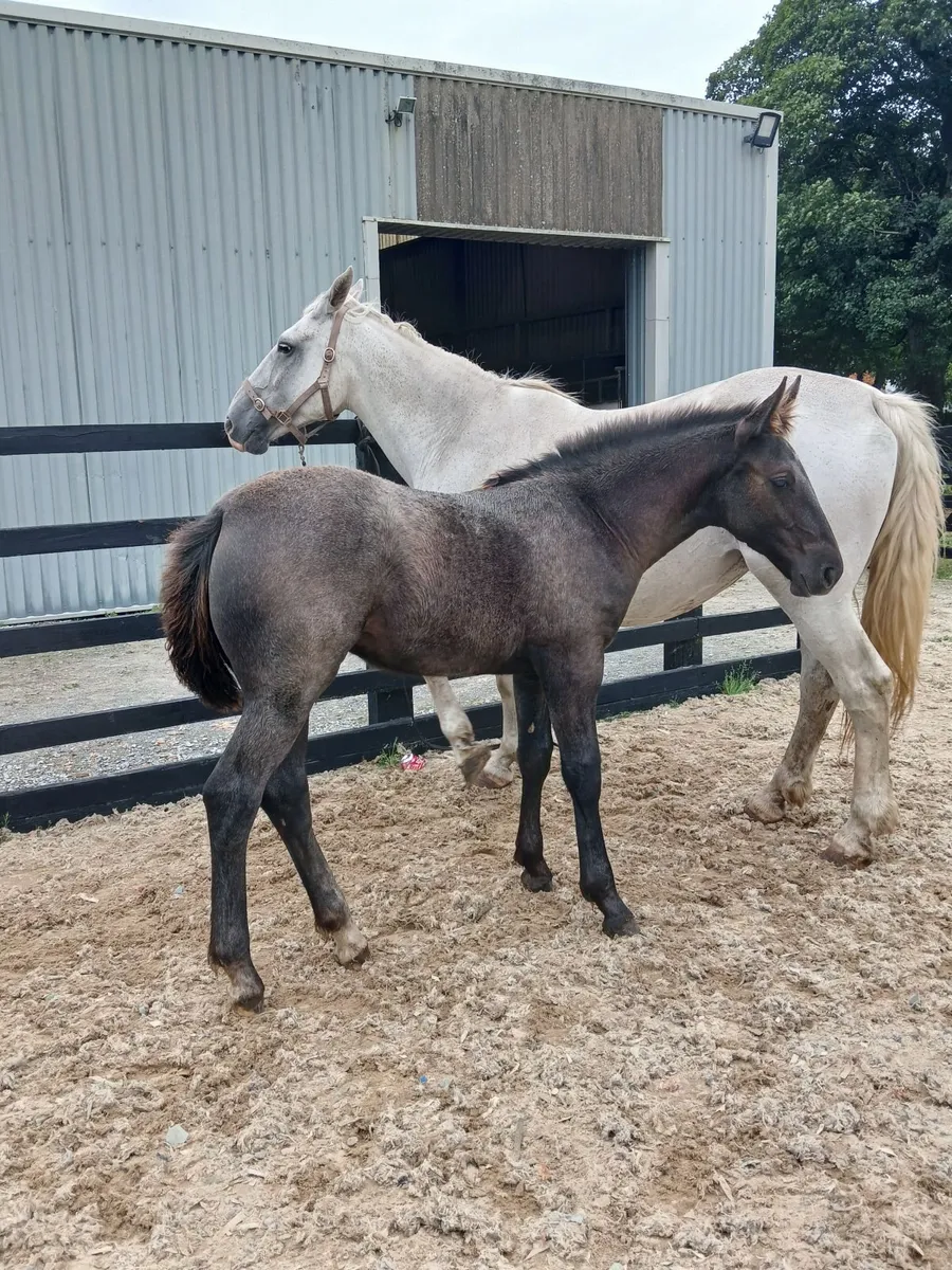 Irishdraught filly foal - Image 1