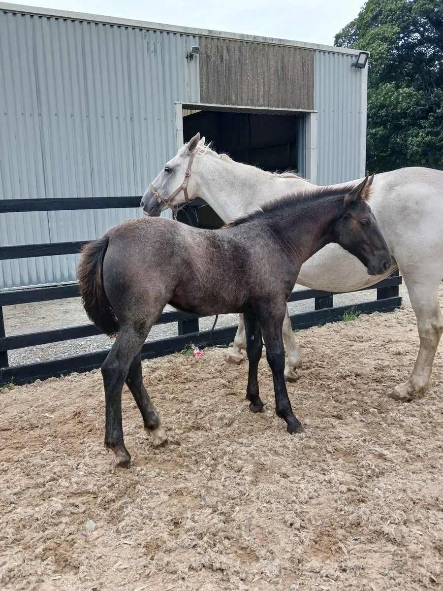 Irishdraught filly foal - Image 2