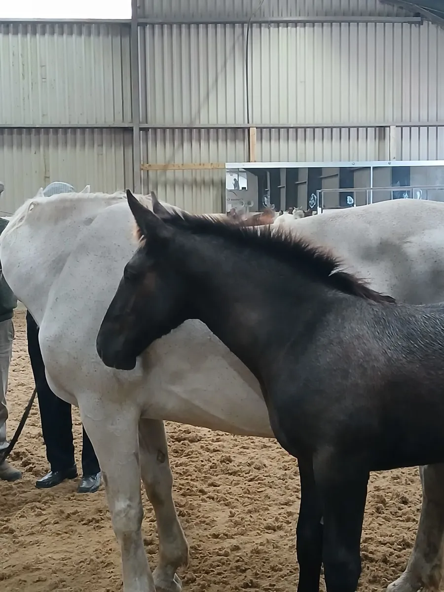 Irishdraught filly foal - Image 4
