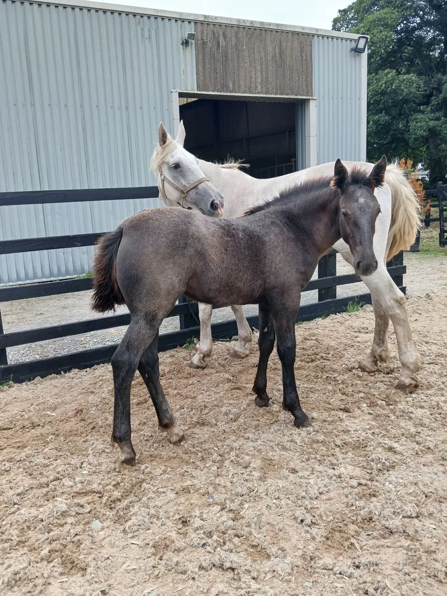 Irishdraught filly foal - Image 3