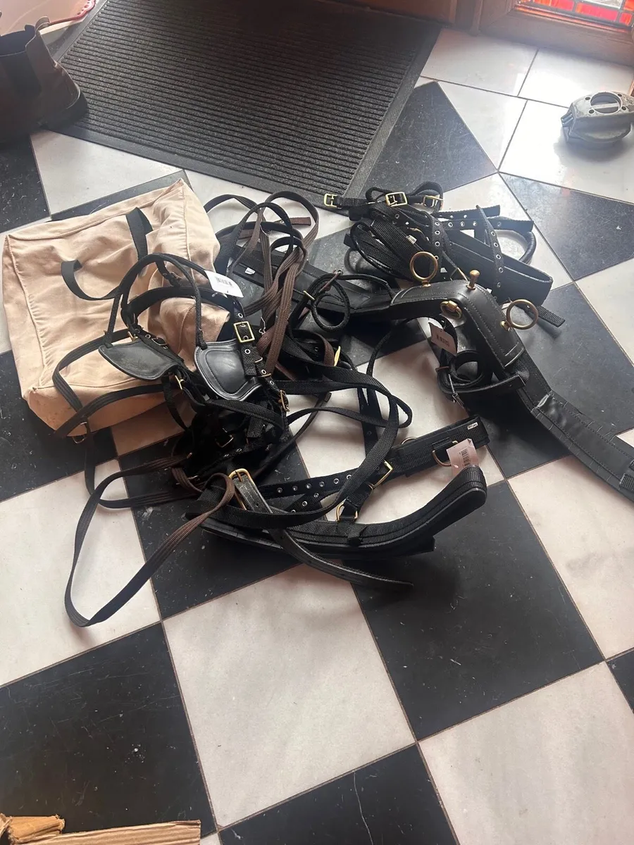 Shetland harness for sale