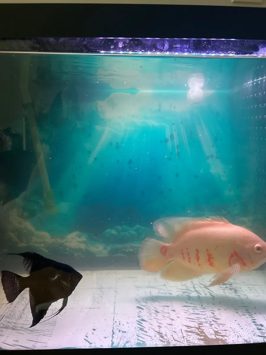 Aquarium 100L - Image 4