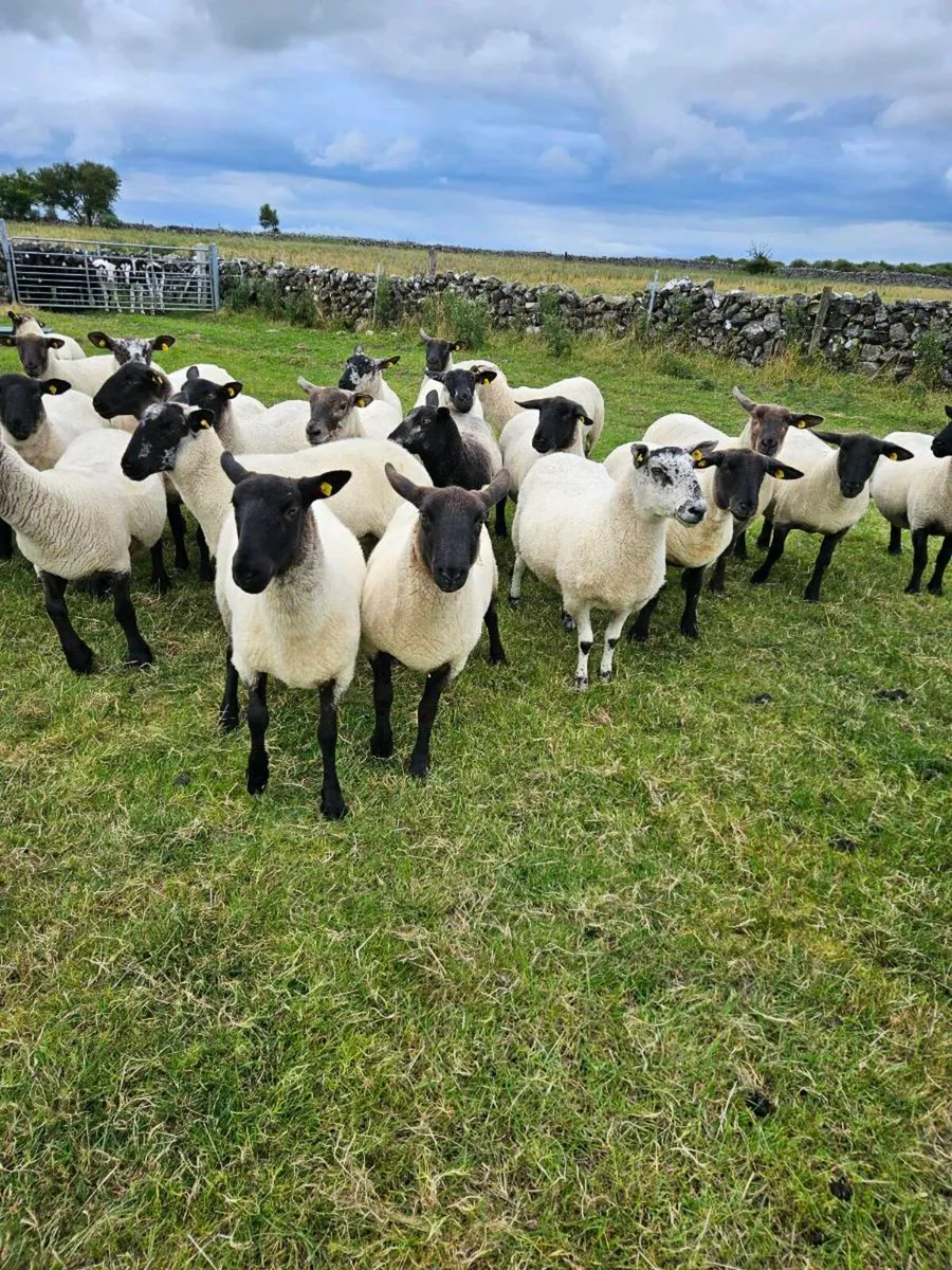 Suffolk Ewe Hoggets - Image 1