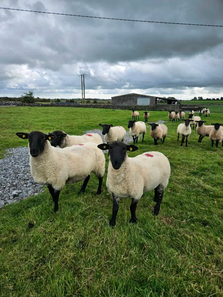 Suffolk Ewe Hoggets - Image 2
