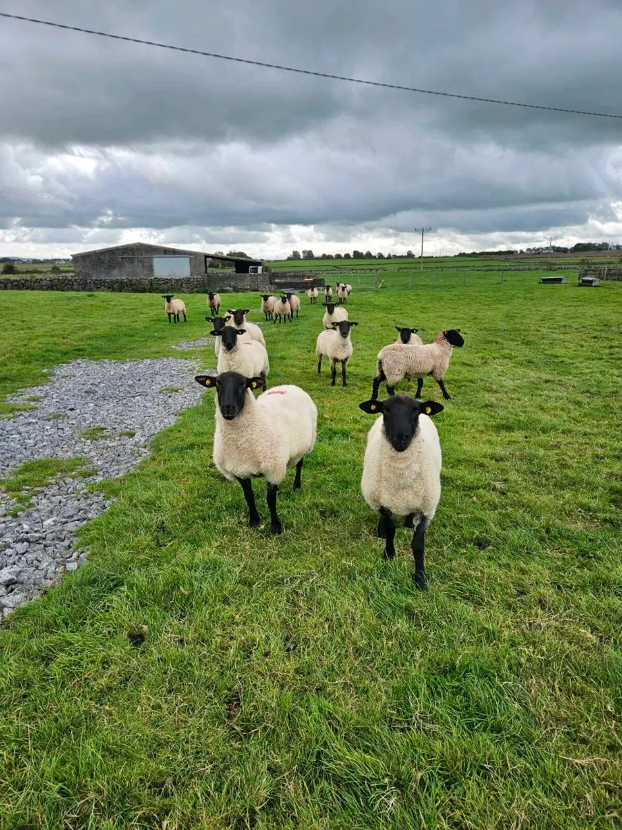 Suffolk Ewe Hoggets - Image 3