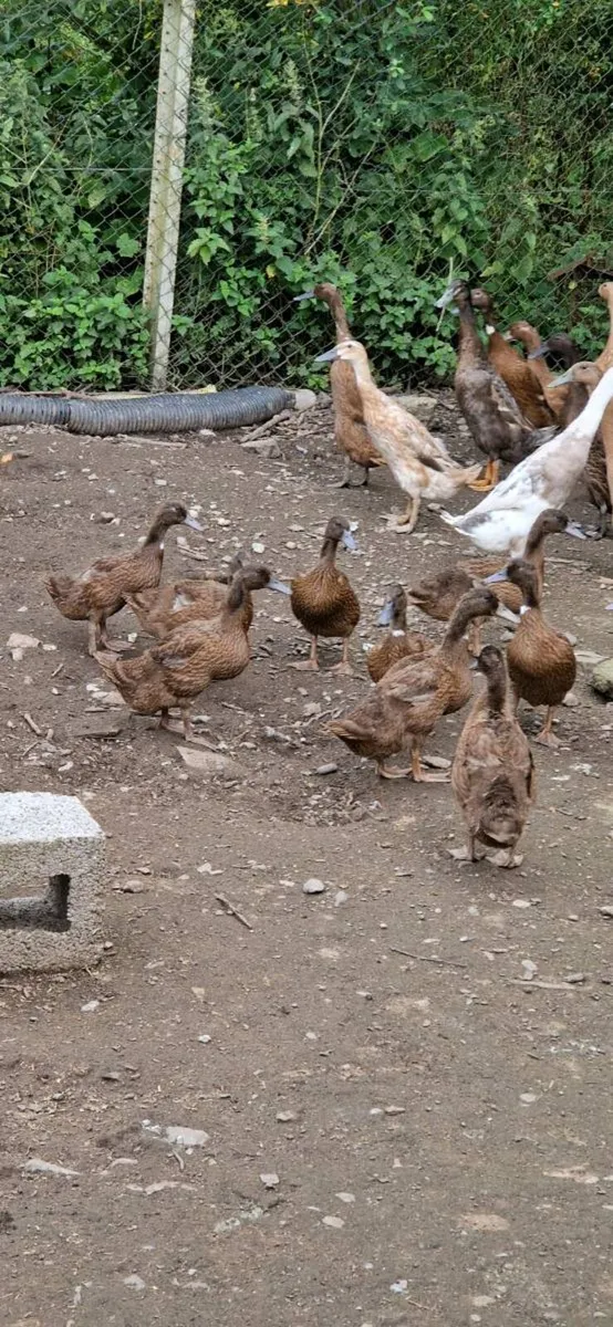 Hens/pullets/Ducks/chicks/fertile eggs/pigeons - Image 4