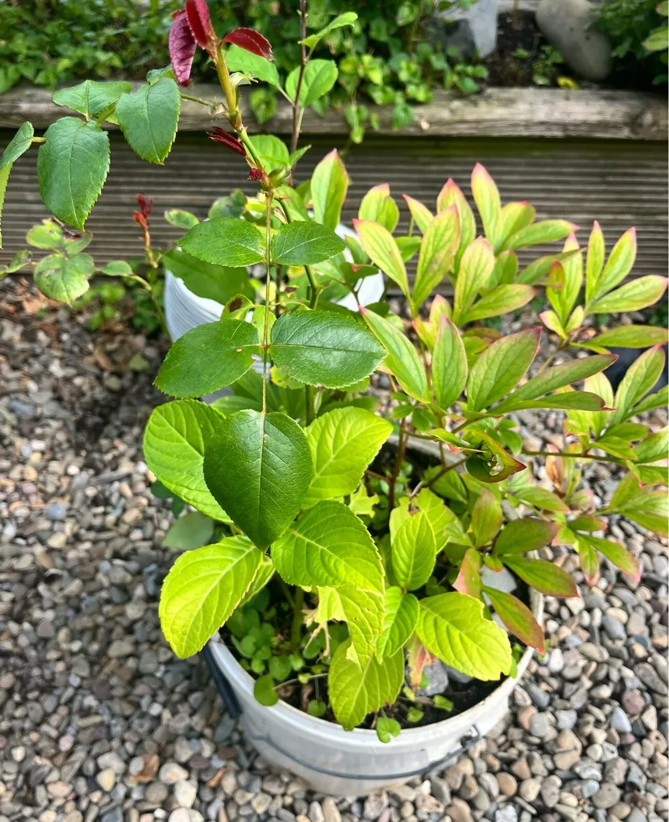 Three young plants in one bucket - Image 1