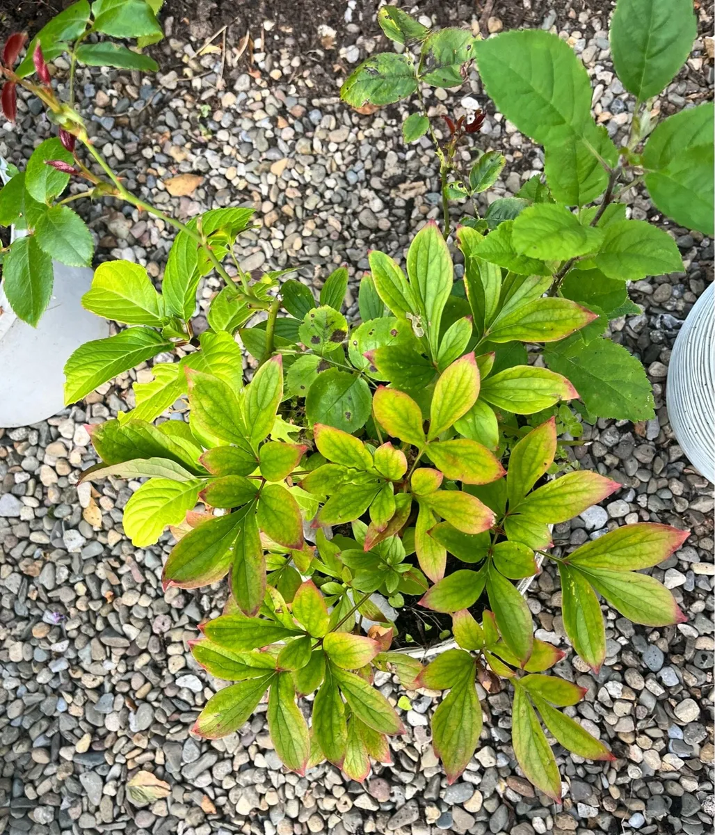 Three young plants in one bucket - Image 4