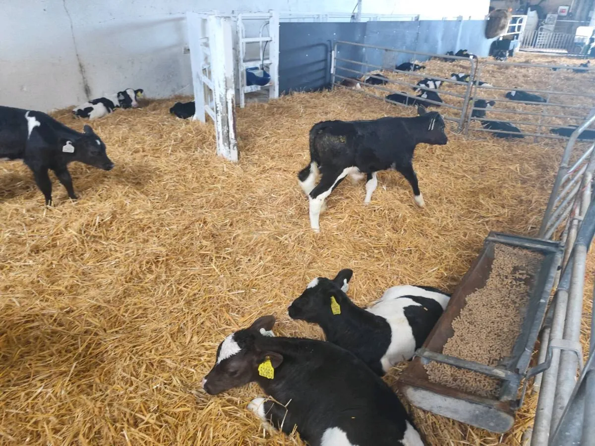 Friesian bull calves - Image 1