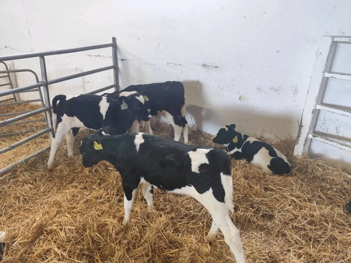 Friesian bull calves - Image 2