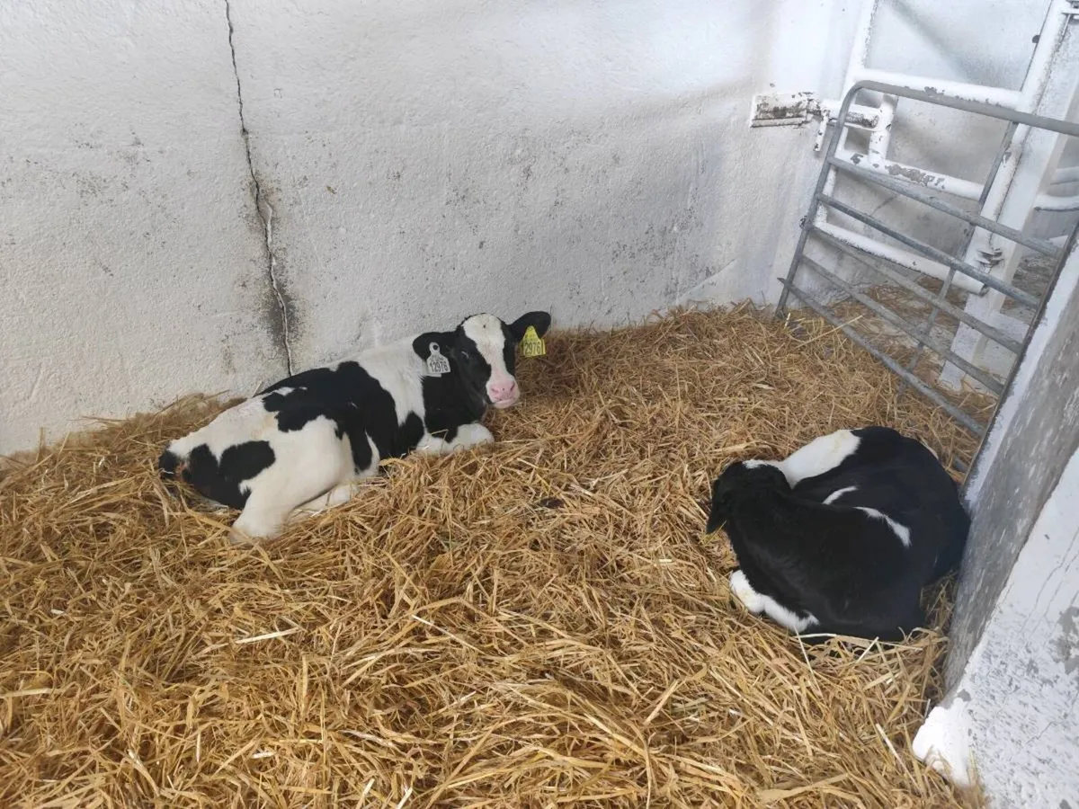 Friesian bull calves - Image 3