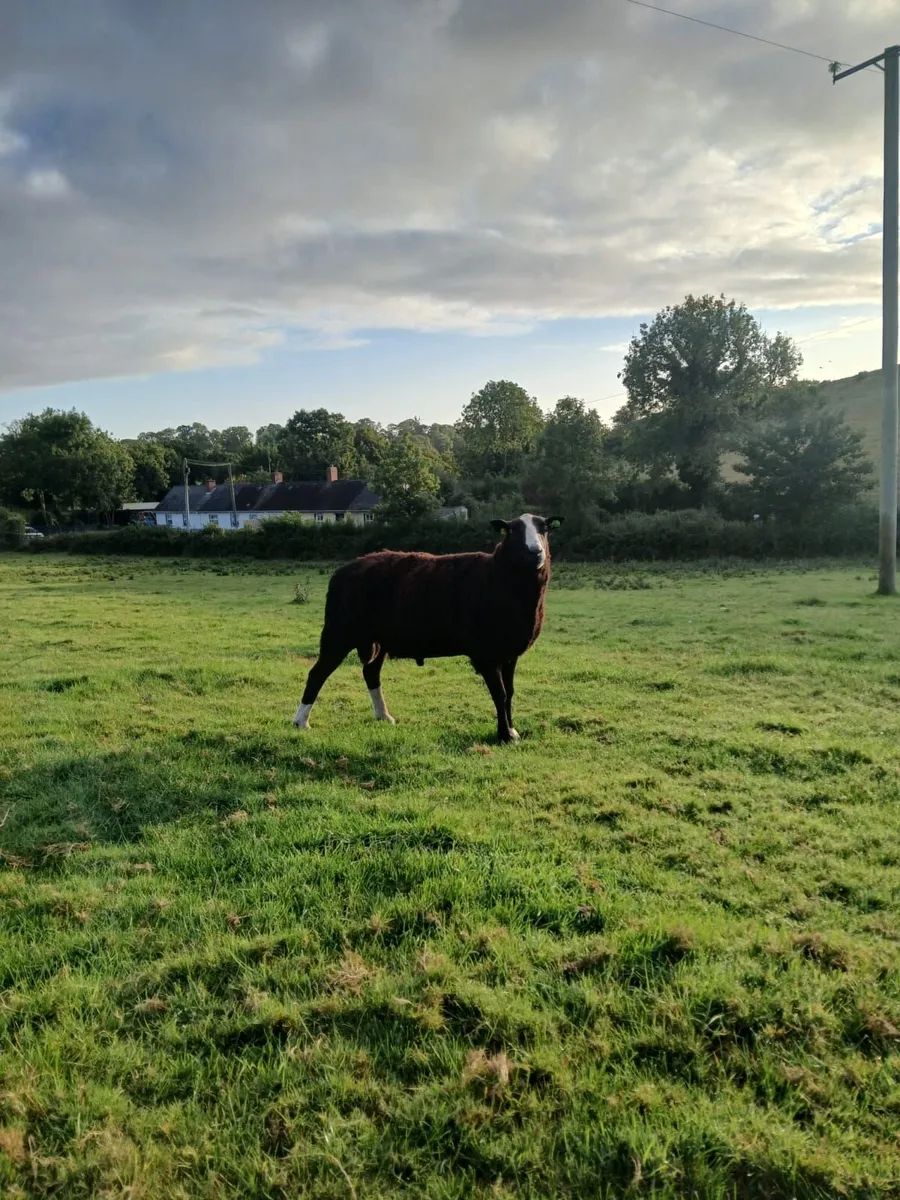 Purebred Registered Zwarble Ram - Image 2