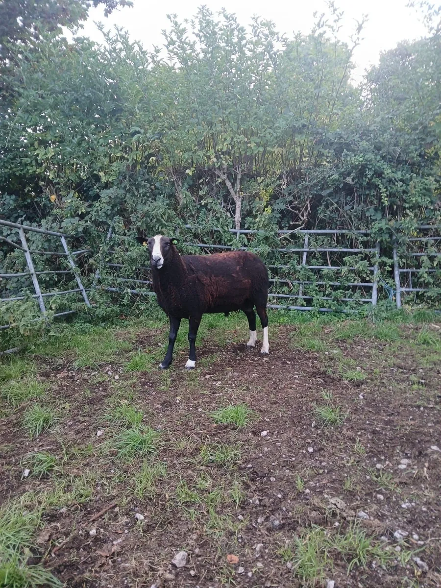 Purebred Registered Zwarble Ram - Image 4