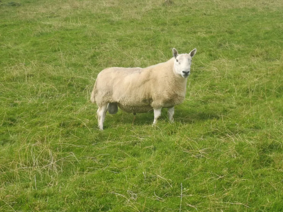 North country cheviots - Image 2