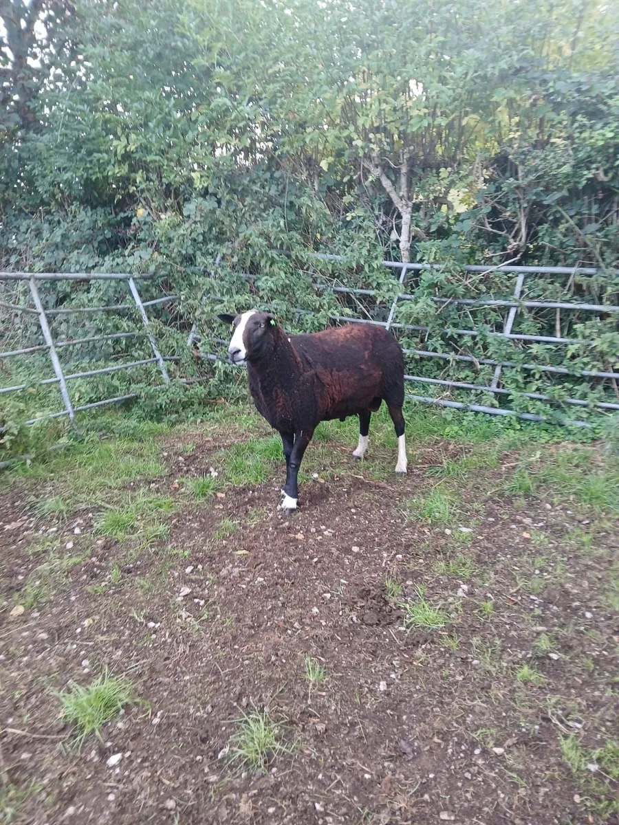 Purebred Registered Zwarble Ram - Image 3
