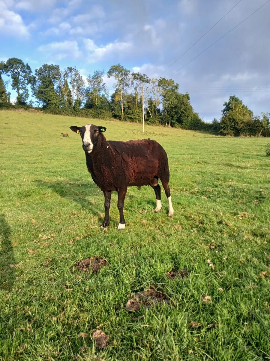 Purebred Registered Zwarble Ram - Image 1