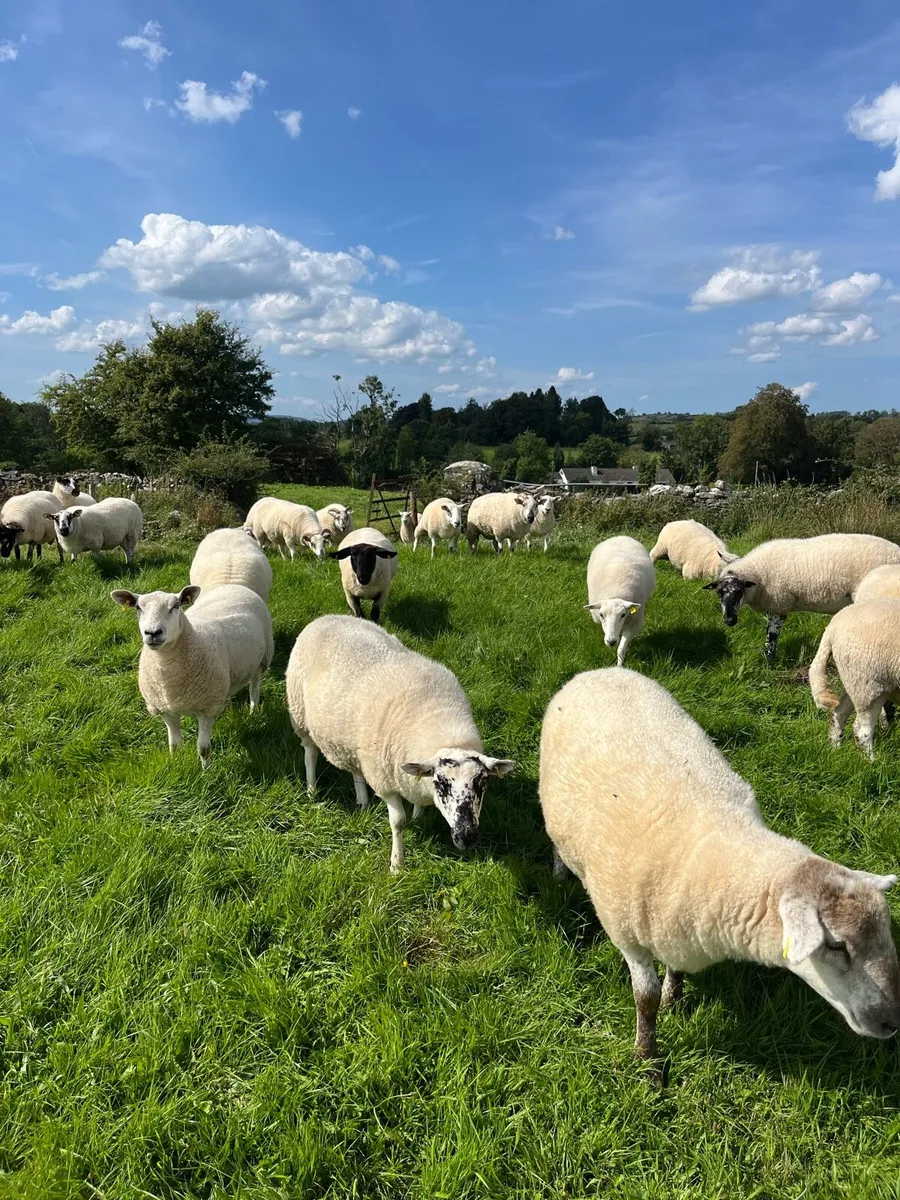 Mule / Texel Hogget Ewes - Image 3