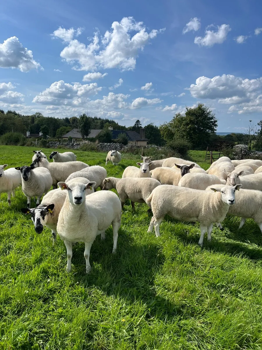 Mule / Texel Hogget Ewes - Image 1