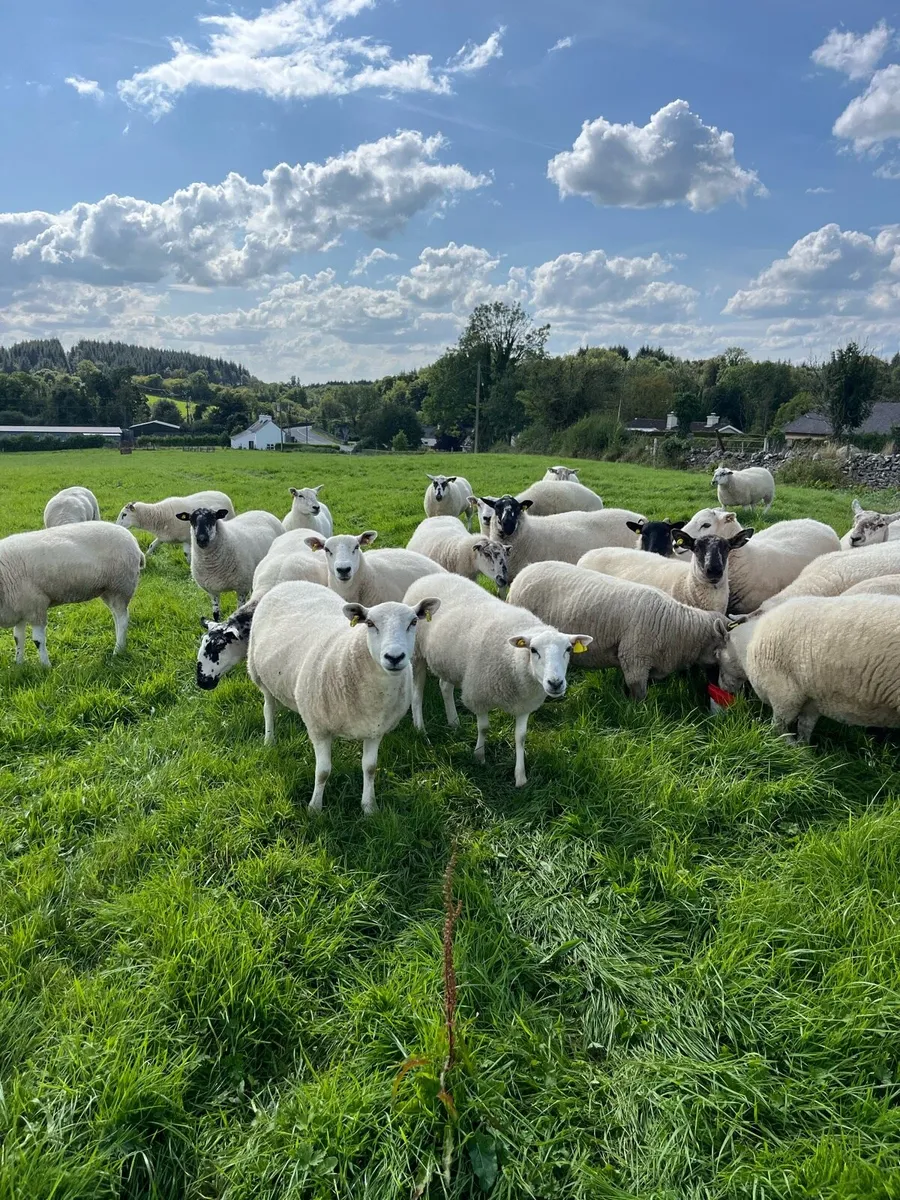 Mule / Texel Hogget Ewes - Image 2