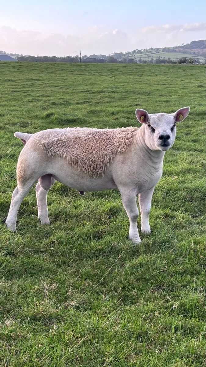 Pedigree Texel Ram Lambs - Image 3