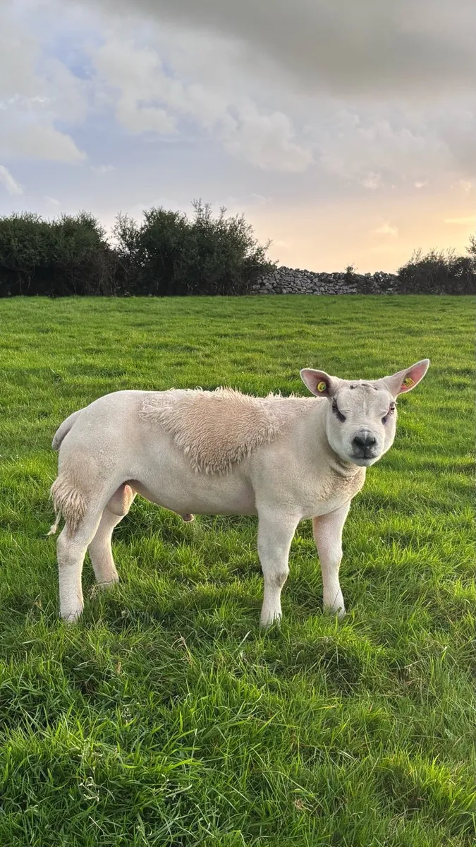 Pedigree Texel Ram Lambs - Image 4