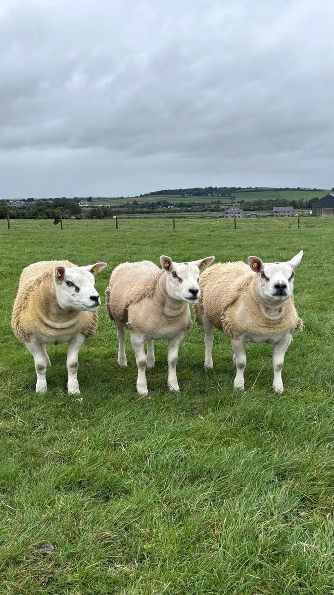 Pedigree Texel Ram Lambs - Image 1
