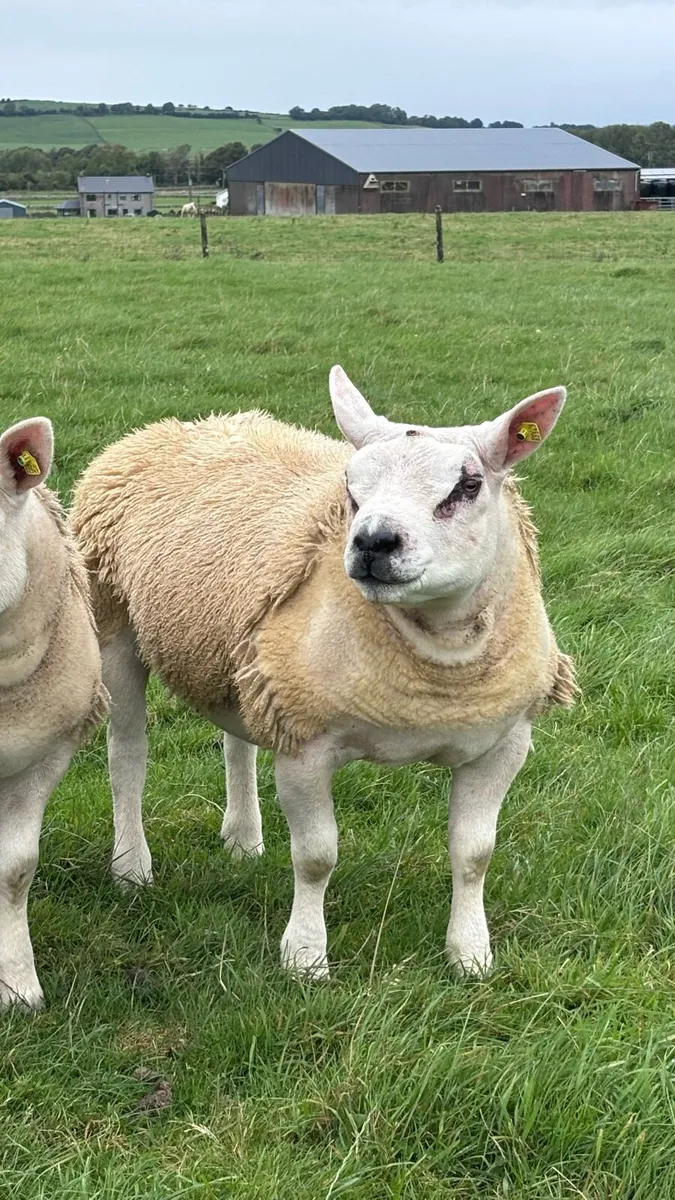 Pedigree Texel Ram Lambs - Image 2
