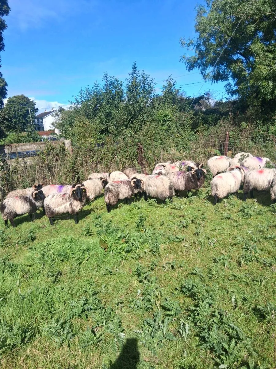 Organic lambs - Image 1