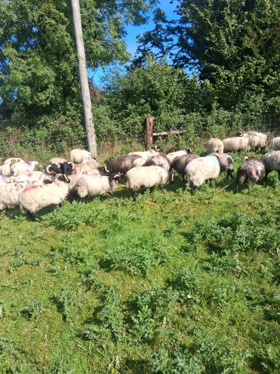 Organic lambs - Image 2