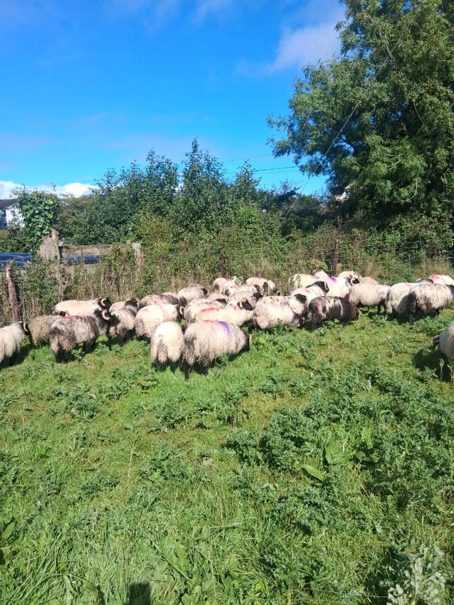 Organic lambs - Image 4