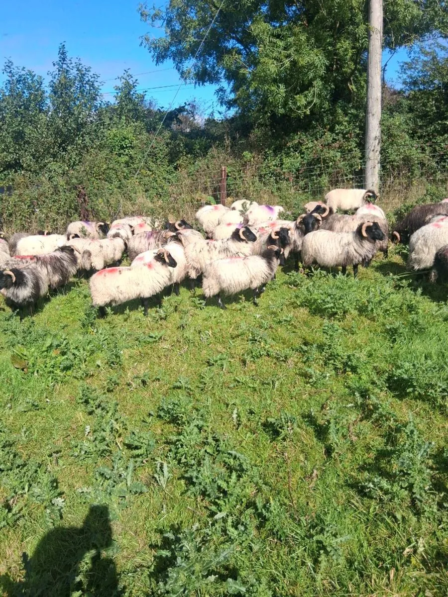 Organic lambs - Image 3