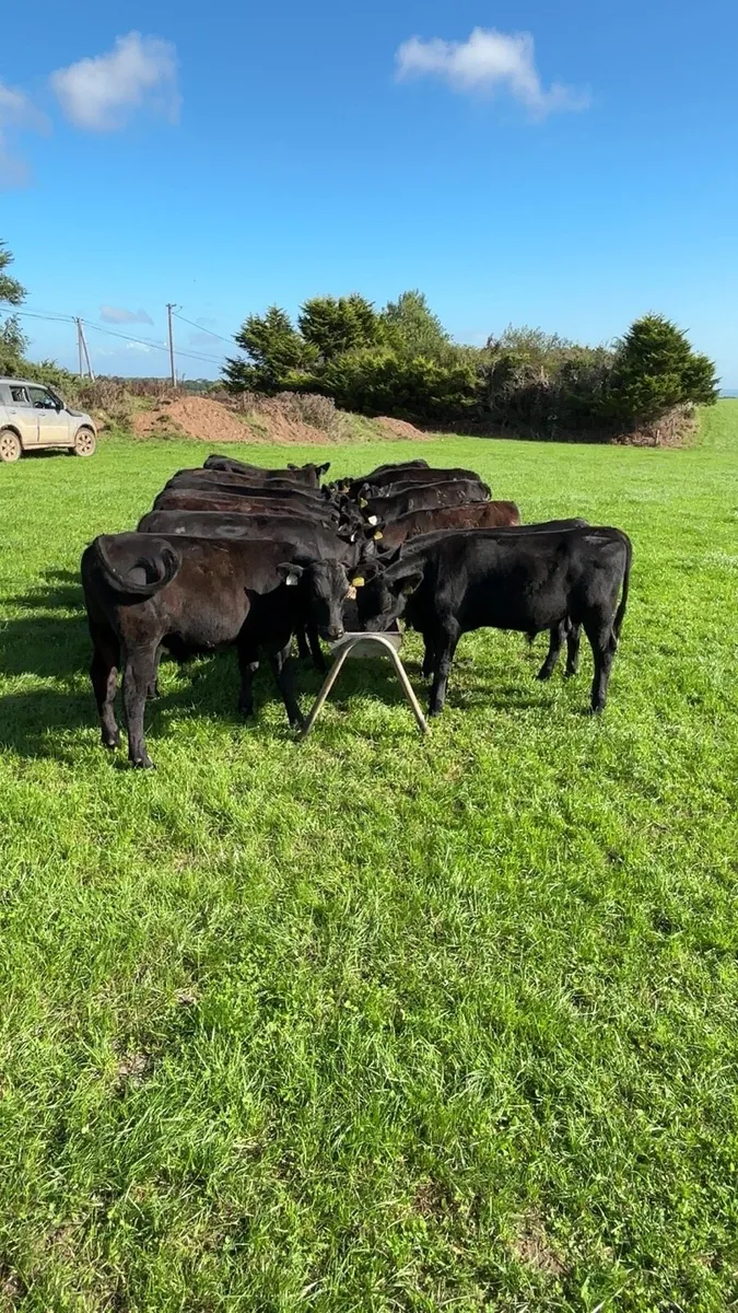 Angus runners - Image 1