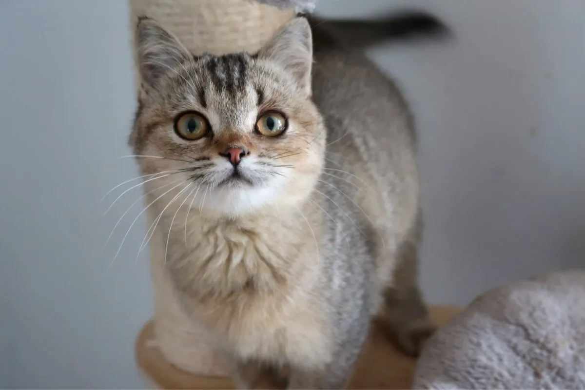 British shorthair GCCFI registered