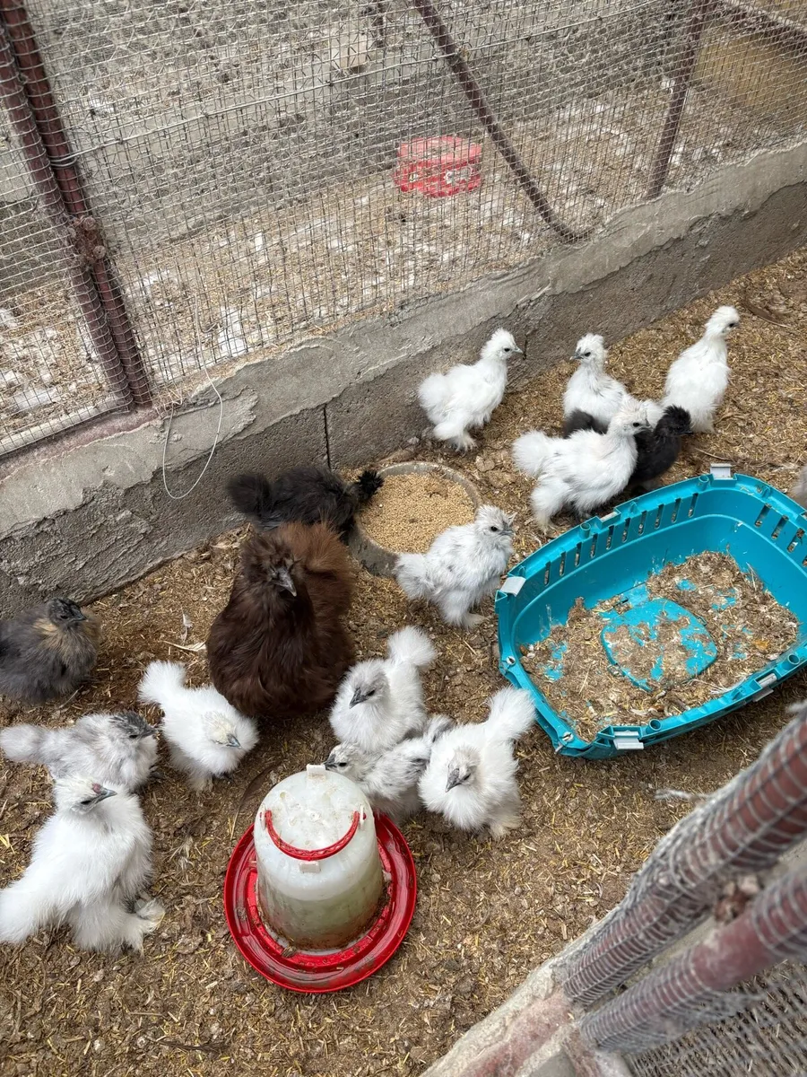 USA silkie chicks - Image 3