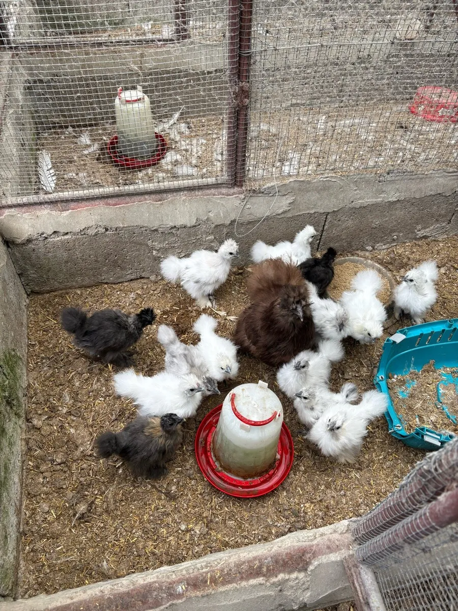 USA silkie chicks - Image 2