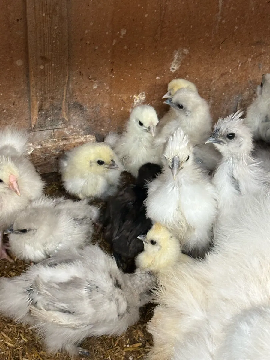 USA silkie chicks - Image 1