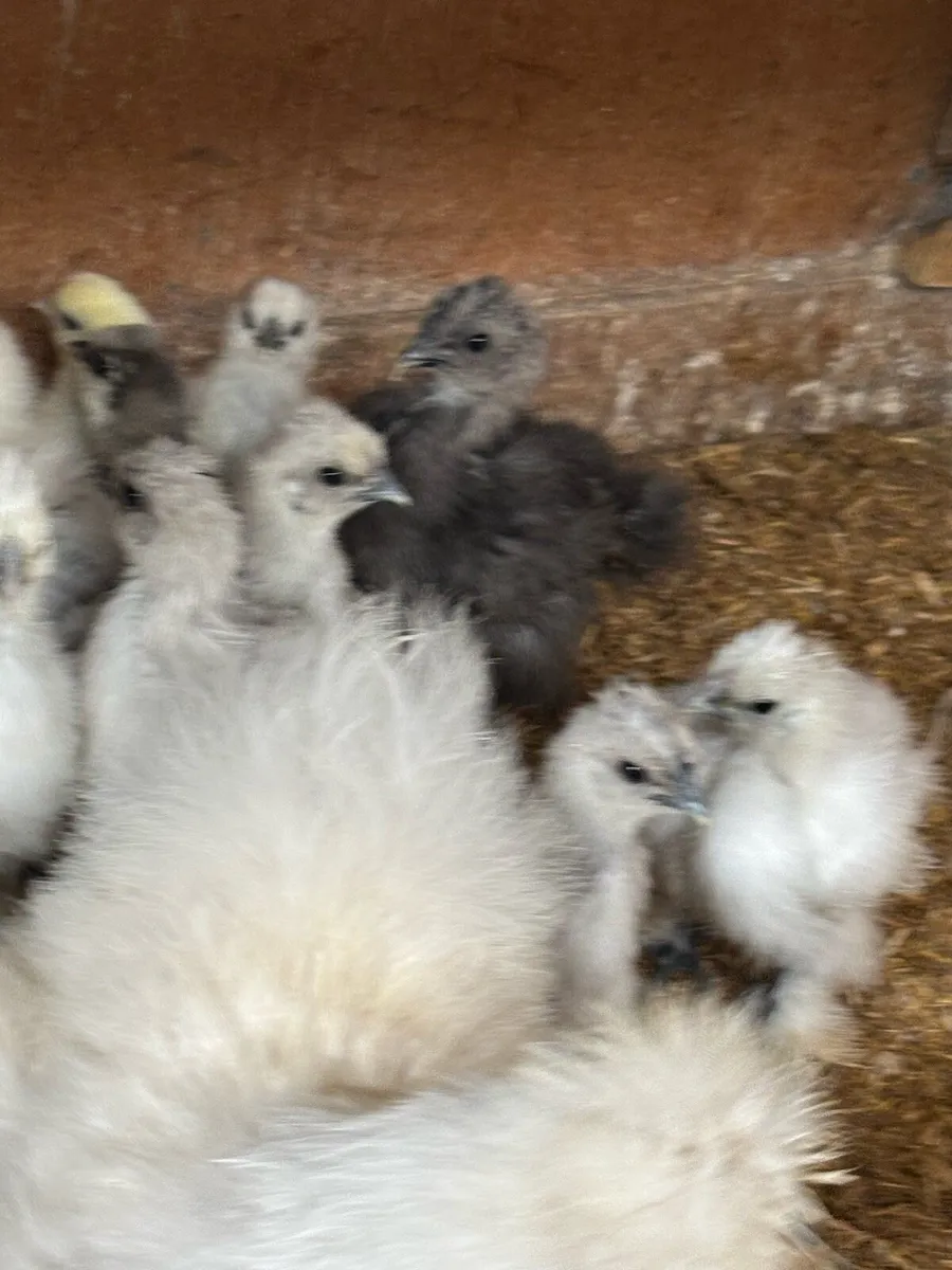 USA silkie chicks - Image 4