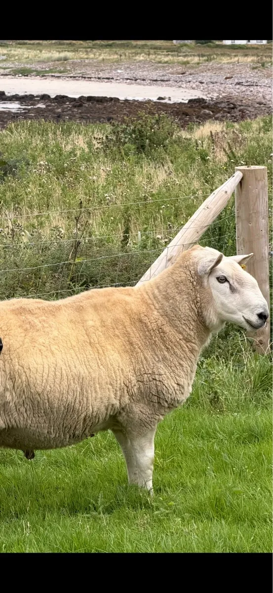 Cheviot Ram - Image 2