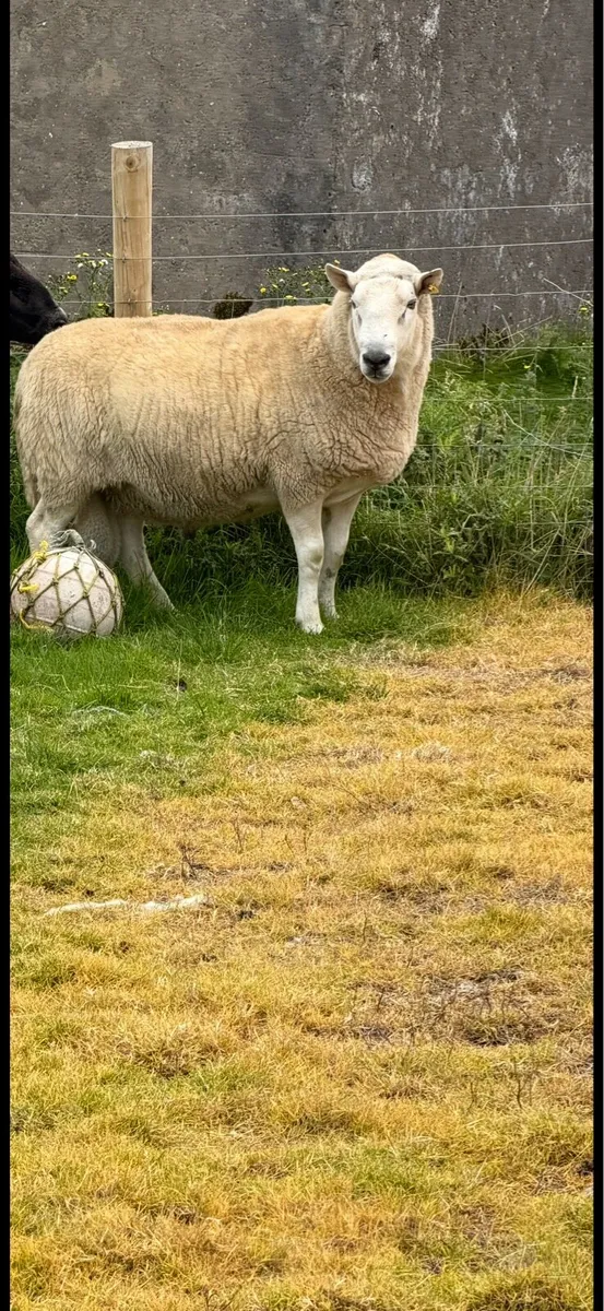 Cheviot Ram - Image 3