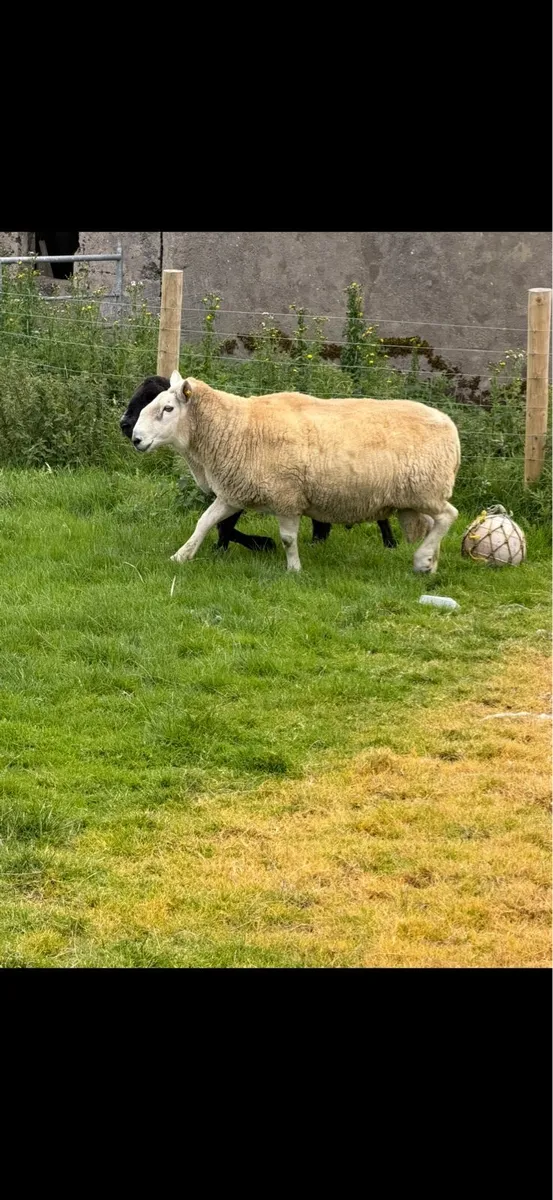 Cheviot Ram - Image 4