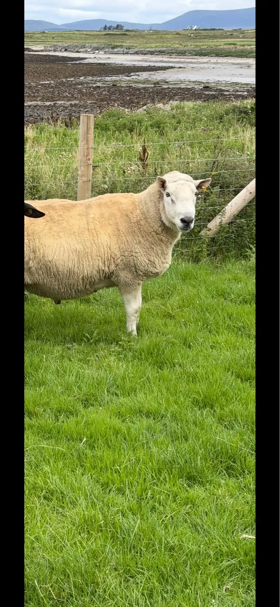 Cheviot Ram - Image 1