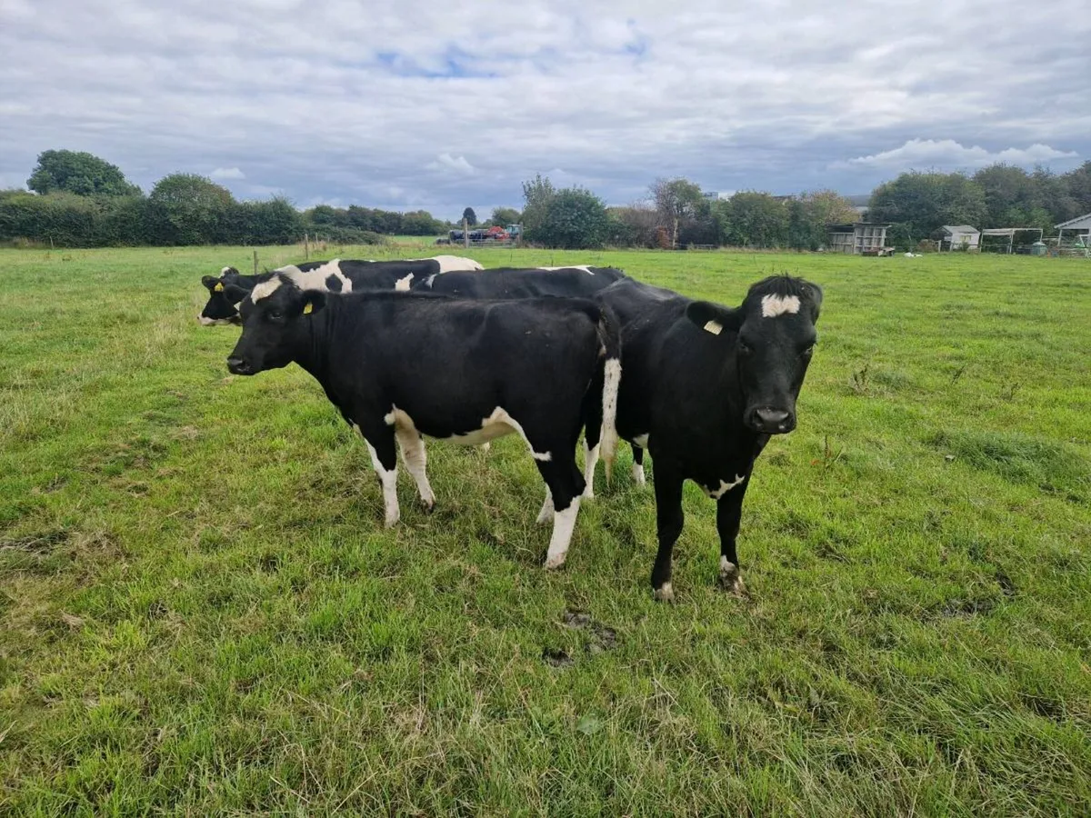 Maden heifers