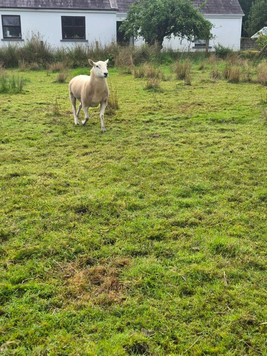 Lleyn Hogget Rams - Image 1