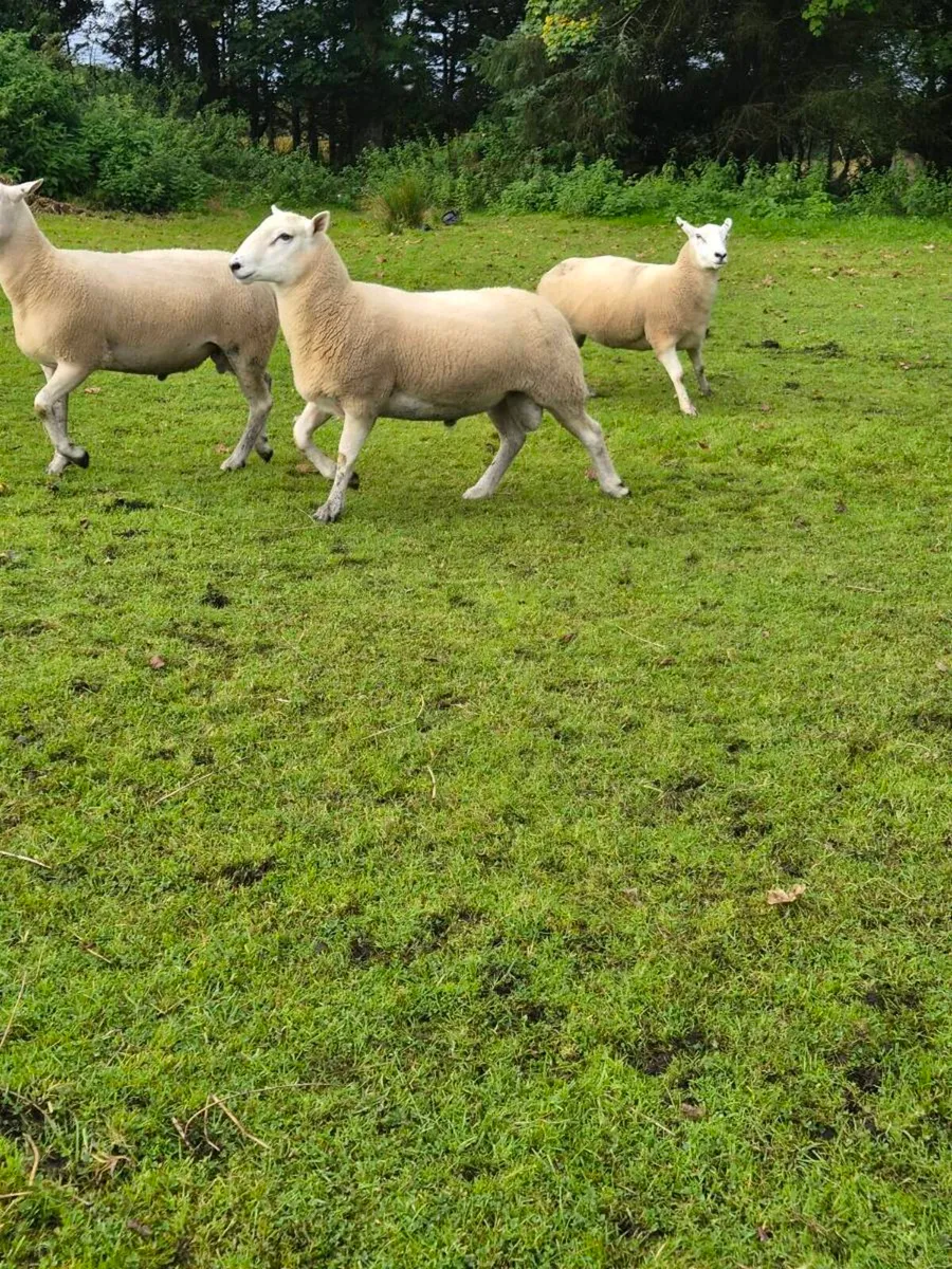 Lleyn Hogget Rams - Image 2