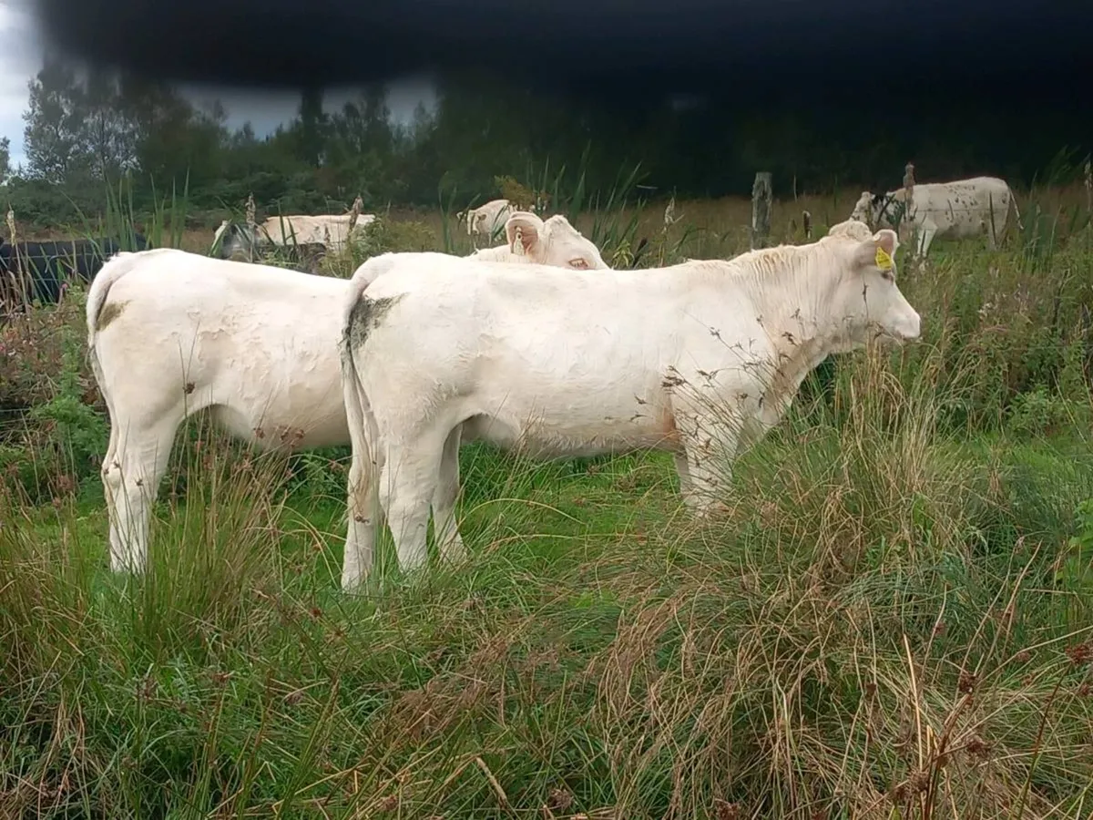 Pedigree charolai heifers - Image 1