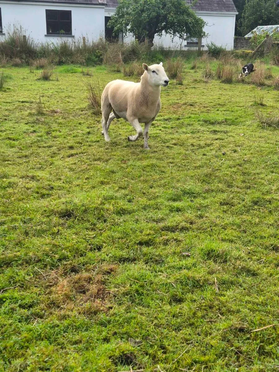 Lleyn Hogget Rams - Image 3