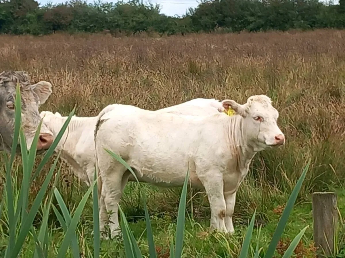 Pedigree charolai heifers - Image 4